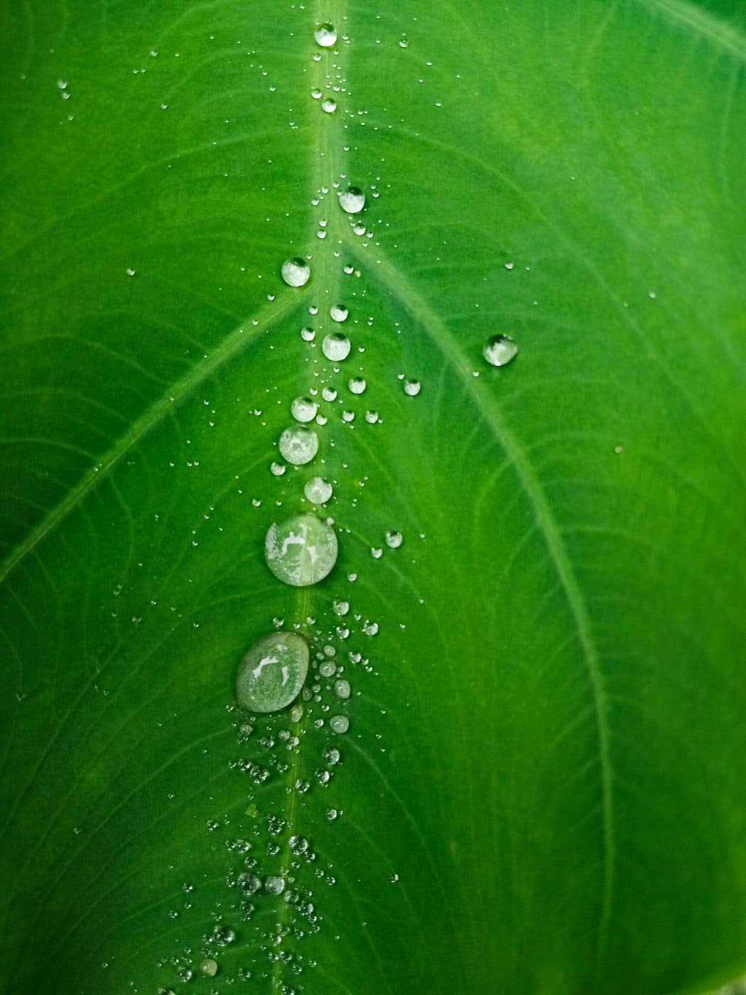 Emerald Dew-Dappled Leaf