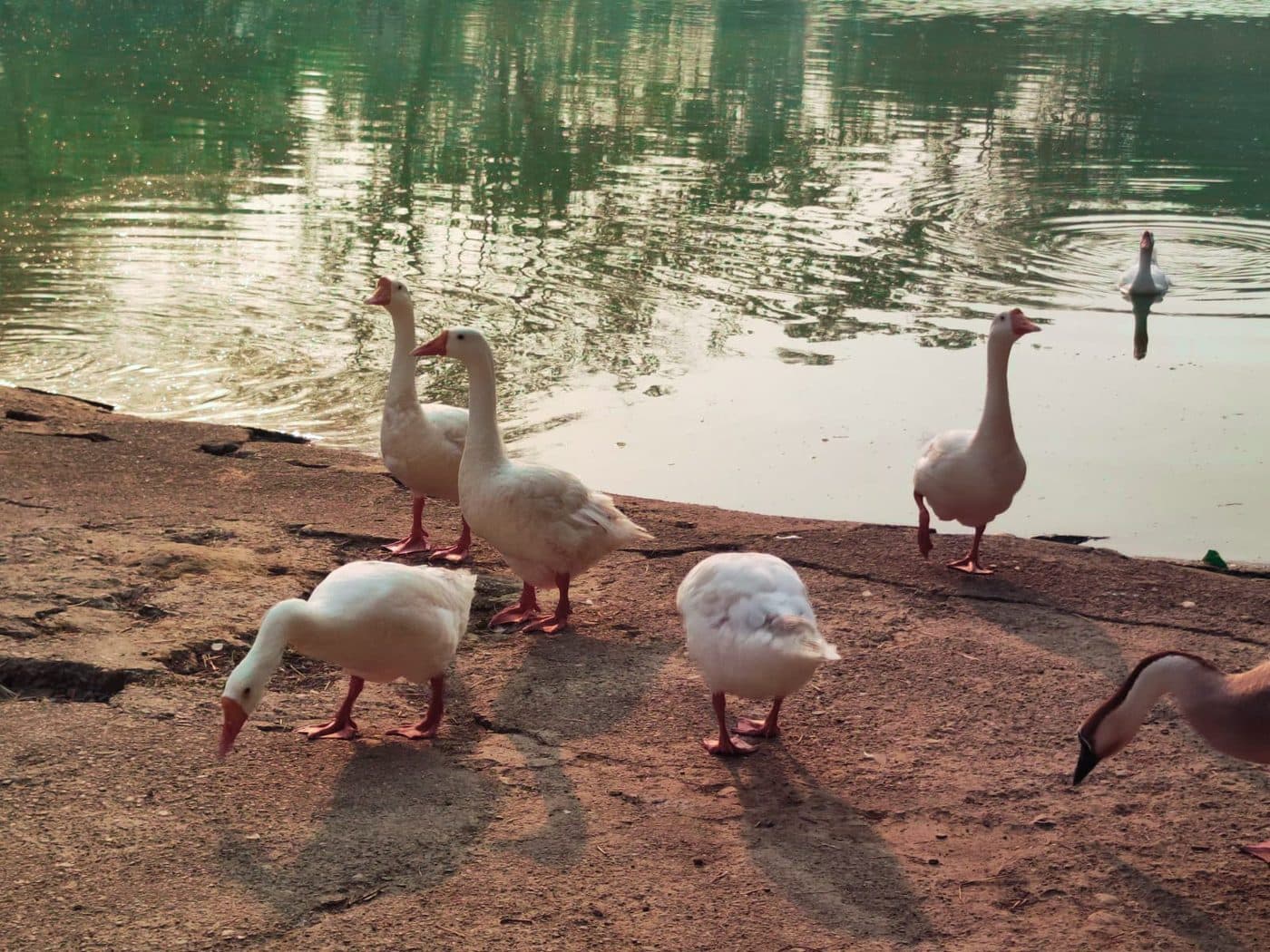 Duckies Forsaking the Lake