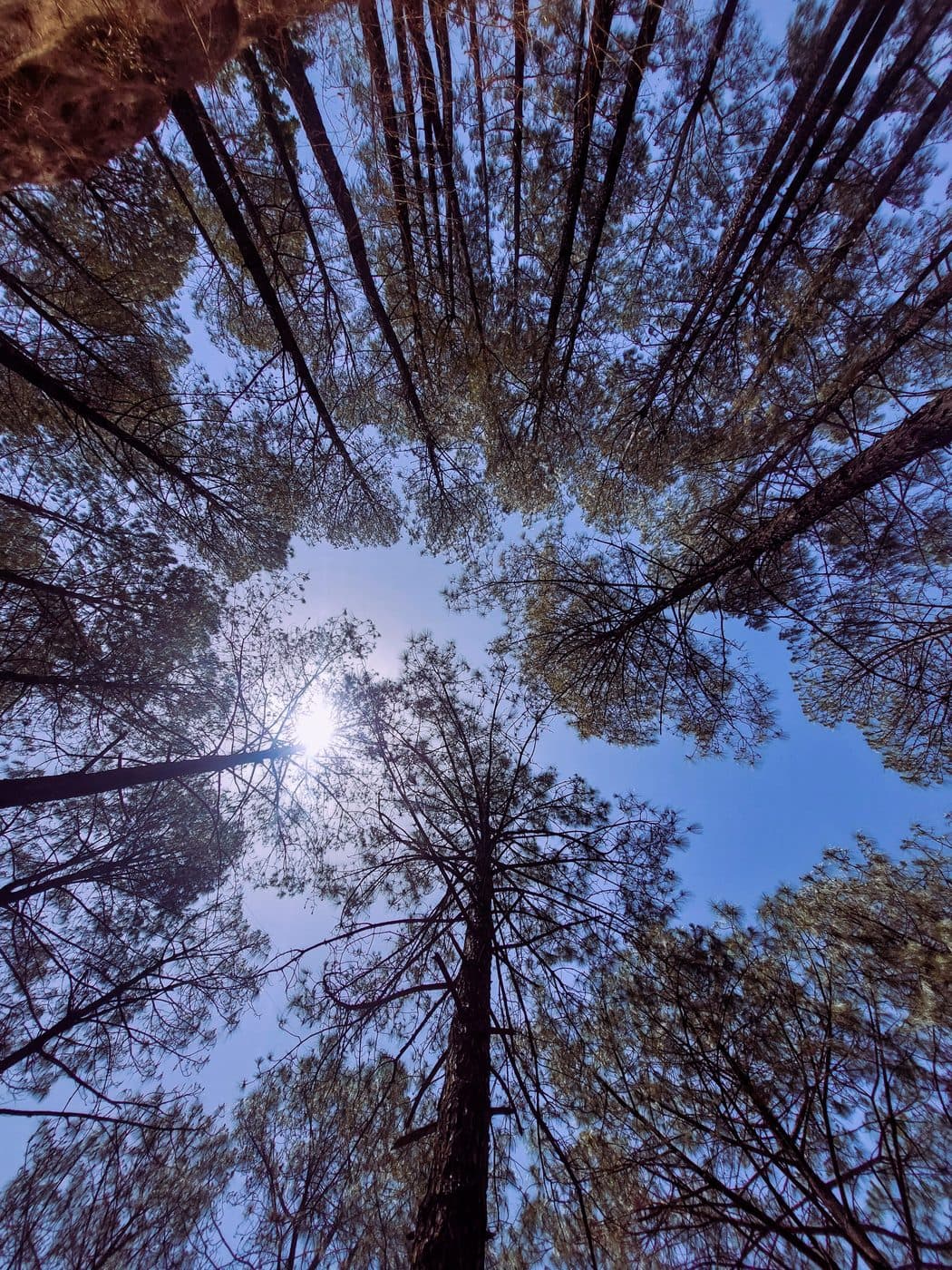 Taller Than Me Trees