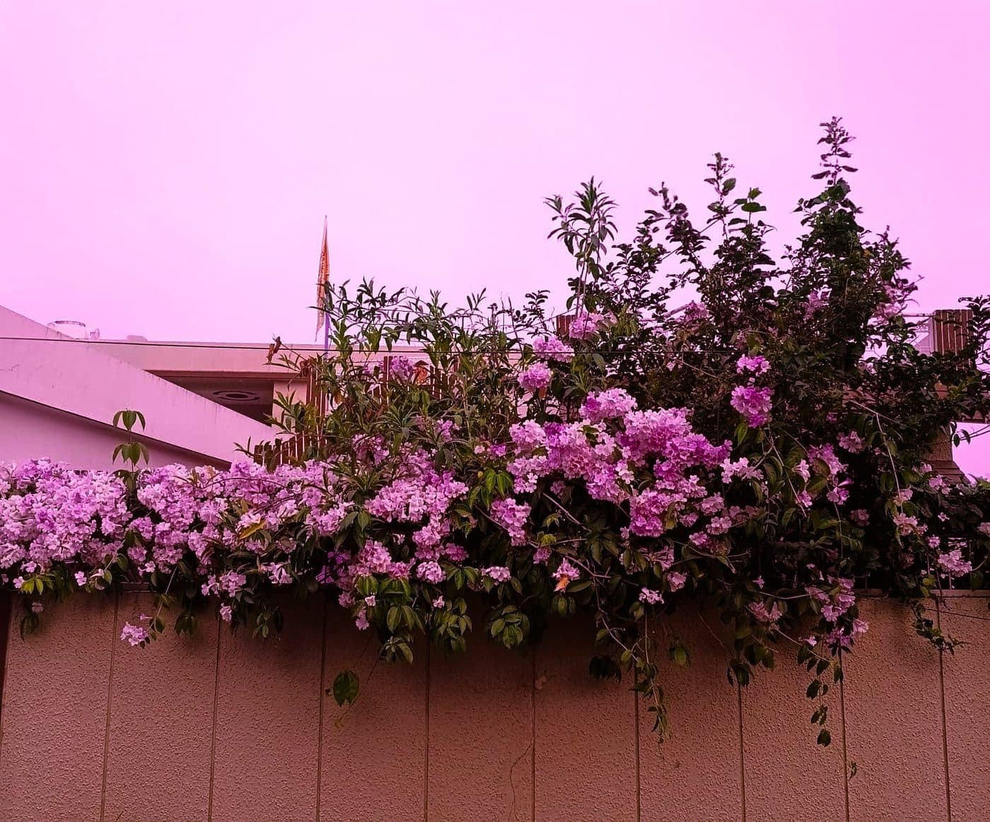 Wall of Pink