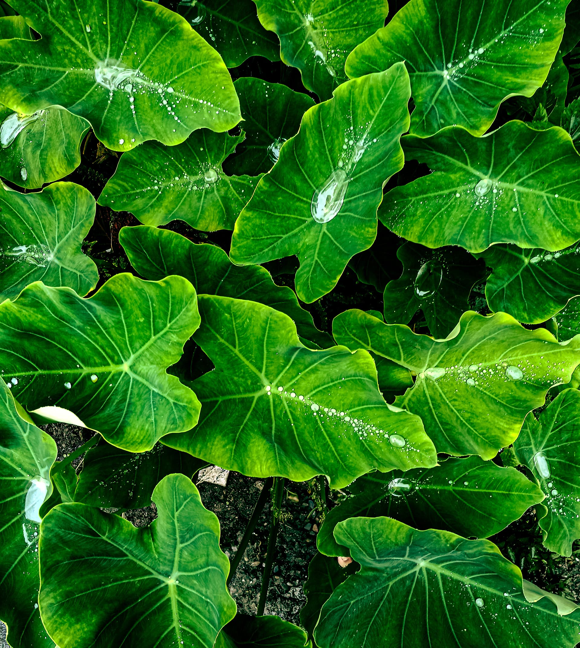 Mini Forest of Colocasia Wallpaper