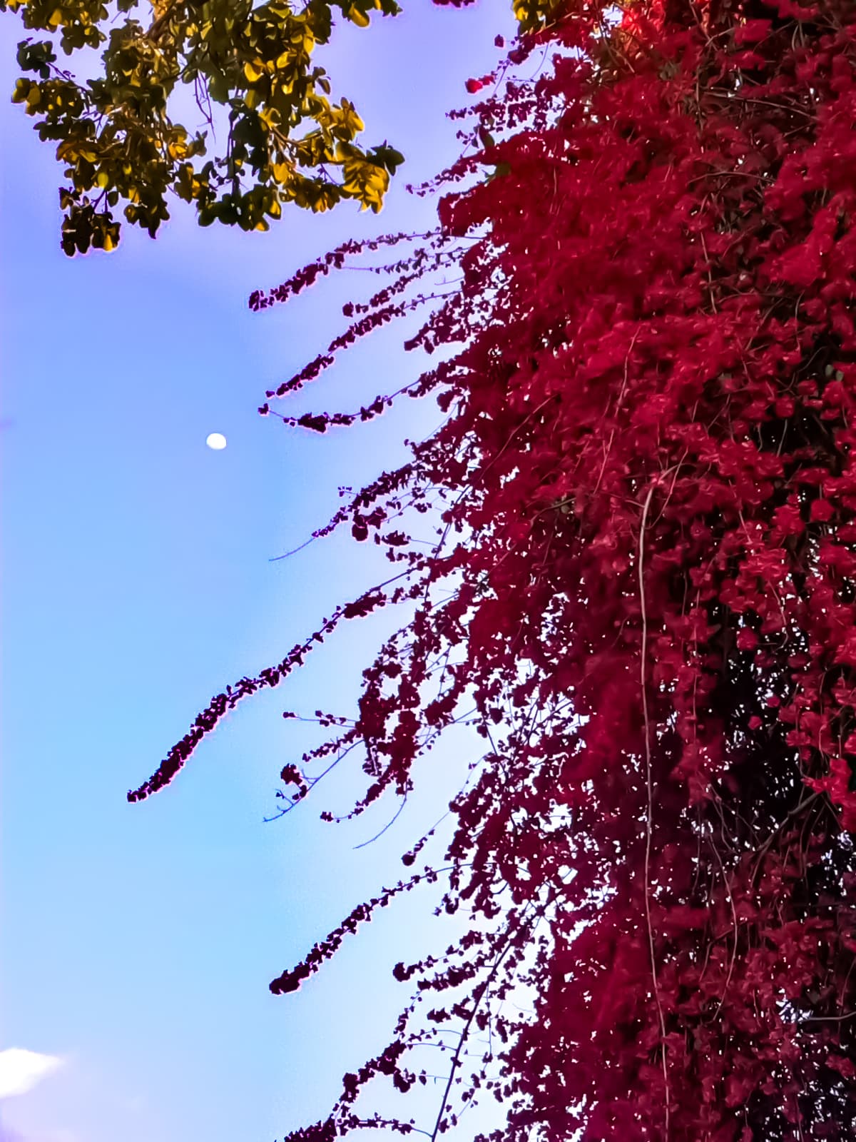 Wall of Pink Bougainvillea