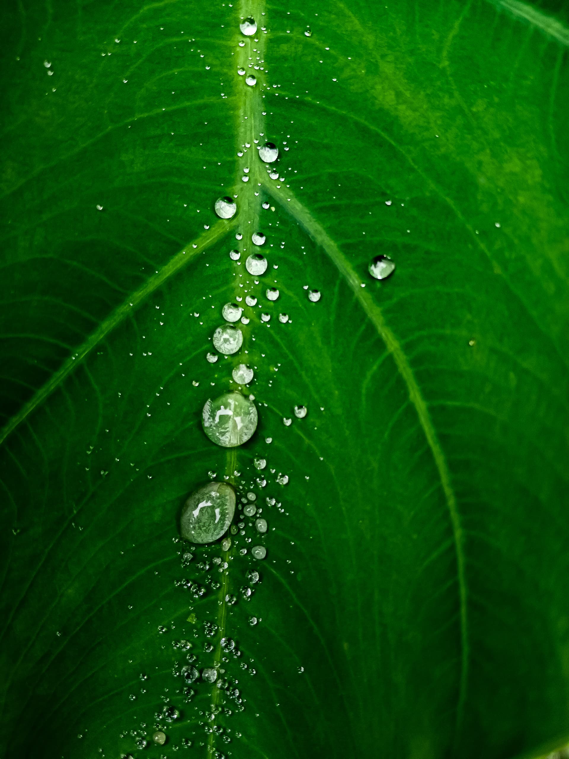 Water Pearls Wallpaper