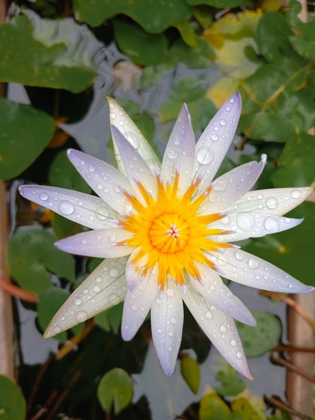 Rain-Slicked Lotus Blossom Study